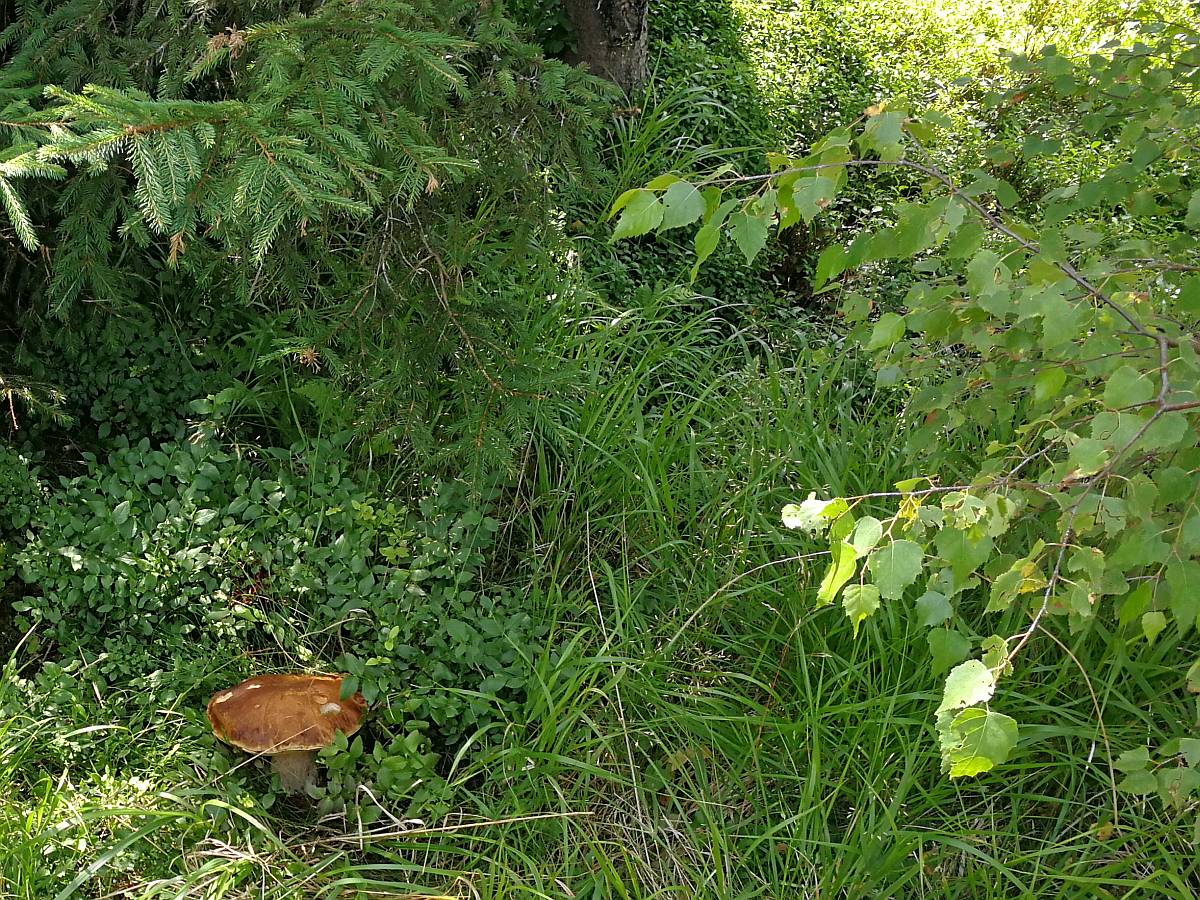 Houbařské lokality kolem Nymburka